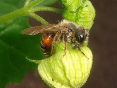 visiteur : Andrena florea