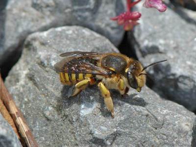 Anthidium manicatum [Famille : Apidae]