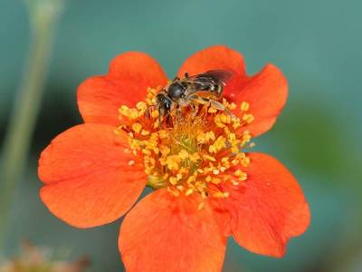 Lasioglossum calceatum [Famille : Apidae]