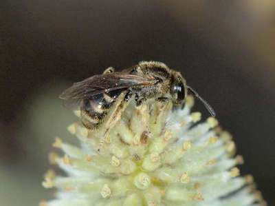 Lasioglossum calceatum [Famille : Apidae]