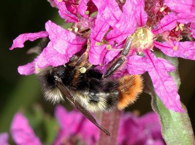 Bombus rupestris [Famille : Apidae]