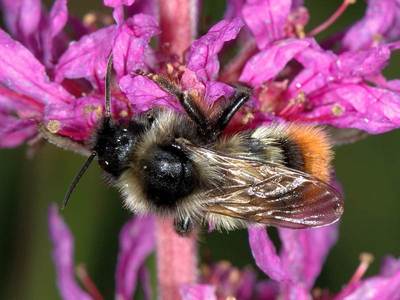 Bombus rupestris [Famille : Apidae]