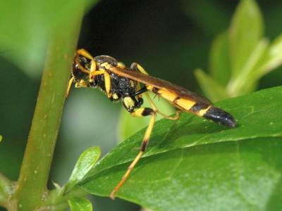 Ichneumon xanthorius [Famille : Ichneumonidae]