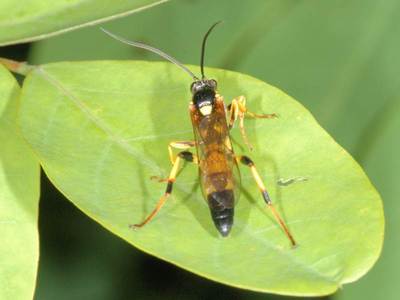 Ichneumon xanthorius [Famille : Ichneumonidae]