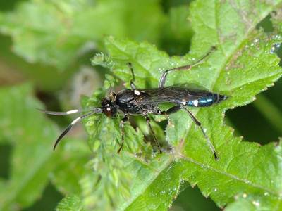 Coelichneumon cyaniventris [Famille : Ichneumonidae]