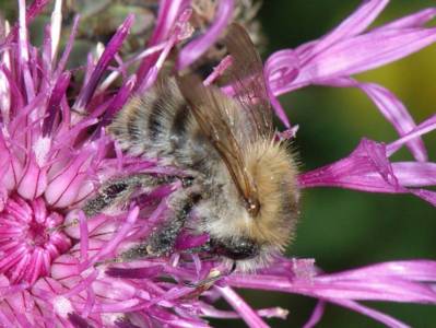 Bombus pascuorum ssp floralis [Famille : Apidae]