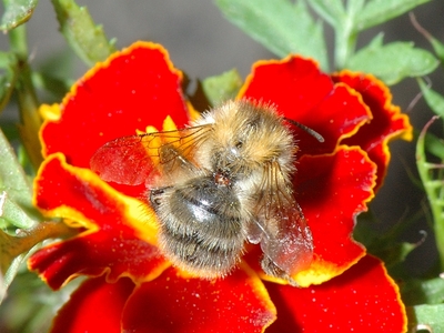 Bombus pascuorum ssp floralis [Famille : Apidae]