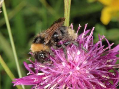 Bombus campestris [Famille : Apidae]