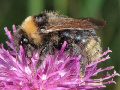 Bombus campestris [Famille : Apidae]