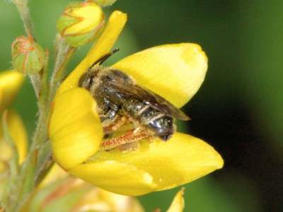 Macropis europaea [Famille : Apidae]