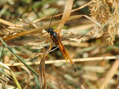 Therion species [Famille : Ichneumonidae]