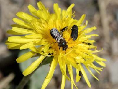 Hoplosmia spinulosa [Famille : Apidae]