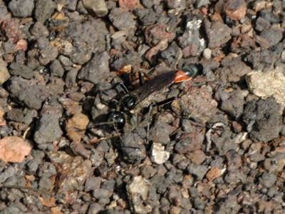 Ammophila sabulosa [Famille : Sphecidae]