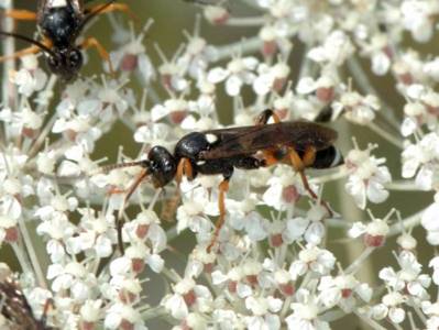 Ichneumon sarcitorius [Famille : Ichneumonidae]