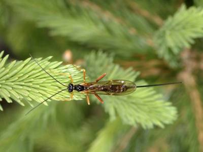 Coleocentrus excitator [Famille : Ichneumonidae]