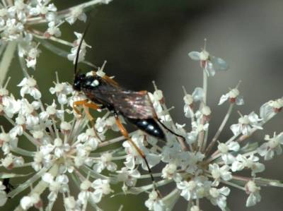 Ctenichneumon inspector [Famille : Ichneumonidae]