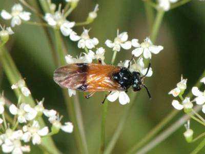 Arge cyanocrocea [Famille : Argidae]