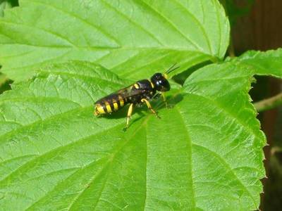 Ectemnius sexcinctus [Famille : Crabronidae]