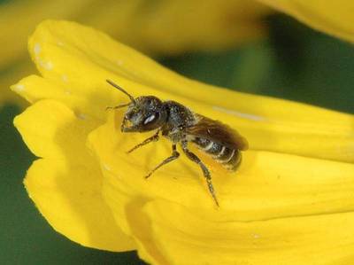 Heriades truncorum [Famille : Apidae]