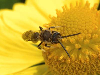 Lasioglossum species [Famille : Apidae]