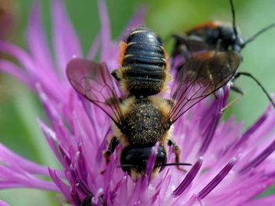 Megachile versicolor [Famille : Apidae]