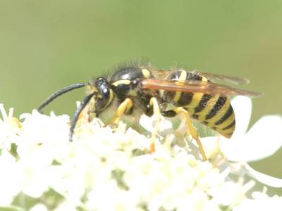 Dolichovespula sylvestris [Famille : Vespidae]