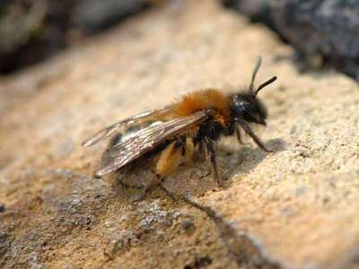 Andrena bicolor [Famille : Apidae]