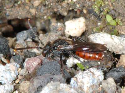 Nomada fabriciana [Famille : Apidae]