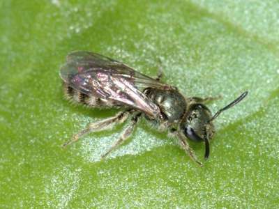 Lasioglossum morio [Famille : Apidae]
