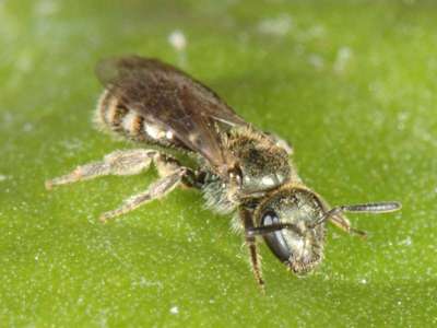 Lasioglossum morio [Famille : Apidae]