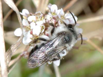 Andrena cineraria [Famille : Apidae]