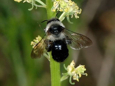 Andrena cineraria [Famille : Apidae]