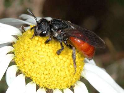 parasite : Sphecodes albilabris