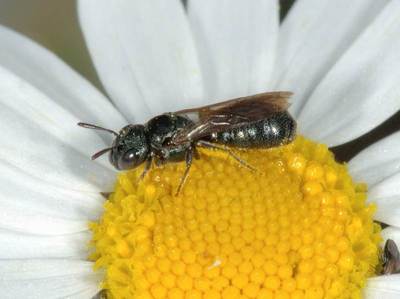 Ceratina cyanea [Famille : Apidae]