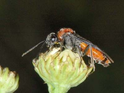 Dolerus germanicus [Famille : Tenthredinidae]