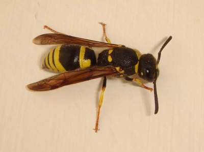 Ancistrocerus nigricornis [Famille : Vespidae]