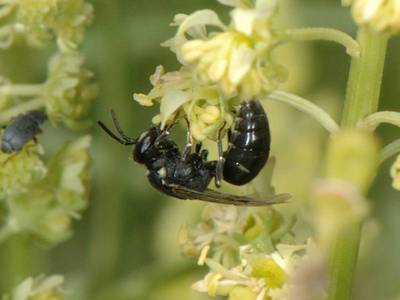 Hylaeus signatus [Famille : Apidae]