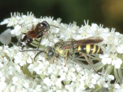 Gorytes quinquecinctus [Famille : Crabronidae]