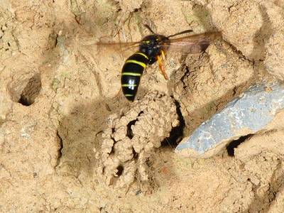 Odynerus spinipes [Famille : Vespidae]