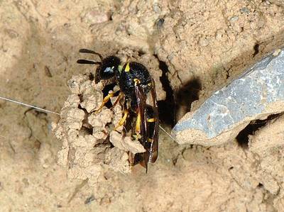 Odynerus spinipes [Famille : Vespidae]