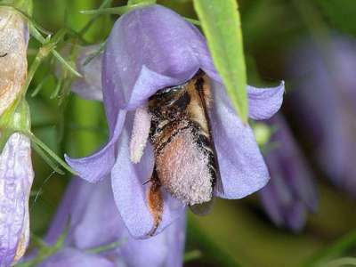 visiteur : Megachile willughbiella