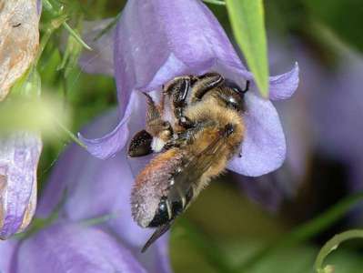 Megachile willughbiella [Famille : Apidae]