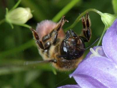 Megachile willughbiella [Famille : Apidae]