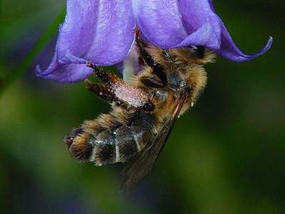 Melitta haemorrhoidalis [Famille : Apidae]