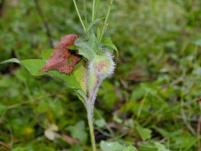 Aulacidea hieracii [Famille : Cynipidae]