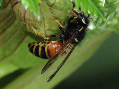 Vespula rufa [Famille : Vespidae]