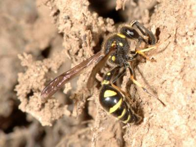 Eumenes papillarius [Famille : Vespidae]