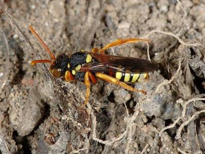 parasite : Nomada fucata