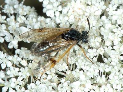 Arge ustulata [Famille : Argidae]