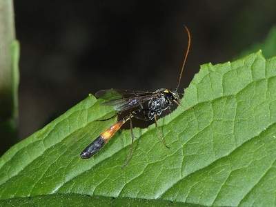 Dusona species [Famille : Ichneumonidae]